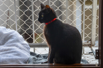 a black cat sitting on window with protection net seen by side 
