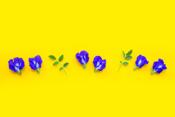 Blue butterfly pea flower on yellow background.
