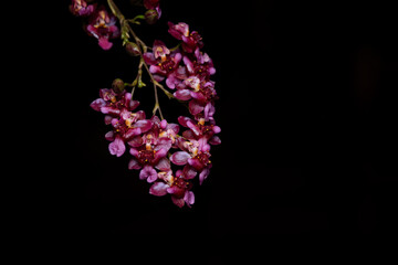 Orquídea com fundo preto 