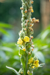 Obraz na płótnie Canvas Mullein Blooming and Going to Seed with Yellow Flowers