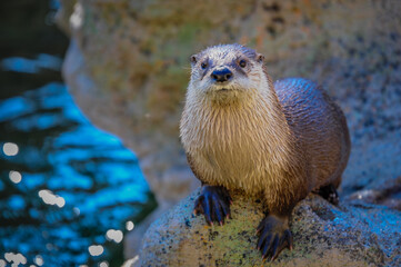 Otter