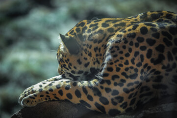Jaguar