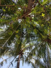Coconut tree, Ancol Jakarta