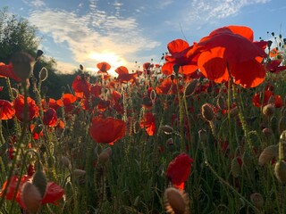 red poppy field