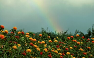 虹と紅花