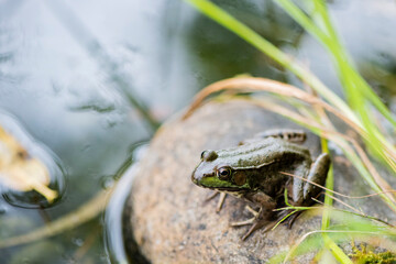 Grenouille du Québec