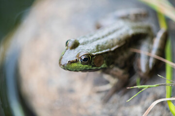 Grenouille du Québec