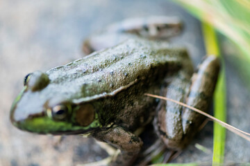 Grenouille du Québec