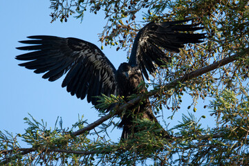4-months old bald eagle eaglet learning to fly, seen in the wild in North California 