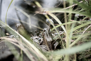 Grenouille du Québec