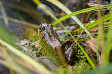Grenouille du Québec