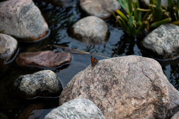 Papillon du Québec oranger