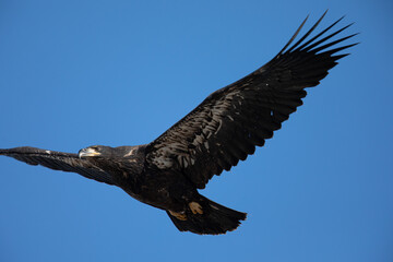 Obraz premium 4-months old bald eagle eaglet learning to fly, seen in the wild in North California 