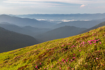 Fototapeta na wymiar Mountain hill covered with flowering pink rhododendron. Beautiful flowered landscape of highest Carpathian mountains on a sunset