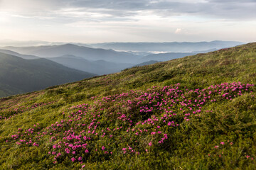 Fototapeta na wymiar Pink bush of rhododendron flowers on a sunset with a background of mountain landscape. Carpathian Mountains, Ukraine