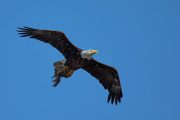 Closeup of a bald eagle flying with a squirrel  on her talons, seen in the wild in  North California