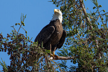 oseup (700 mm ) of a bald eagle perched on a tree, seen in the wild in  North California