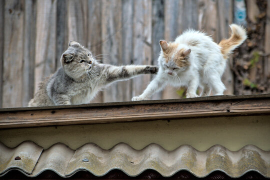 pelea de gatos