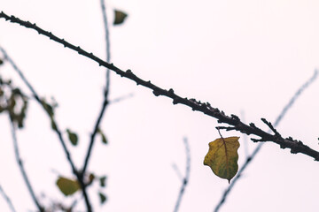 rama de damasco en otoño invierno