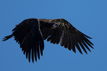 Obraz premium 4-months old bald eagle eaglet learning to fly, seen in the wild in North California 