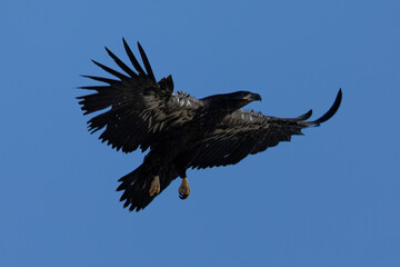 Obraz premium 4-months old bald eagle eaglet learning to fly, seen in the wild in North California 