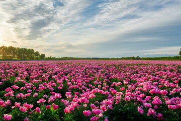 Beautiful Chinese herbaceous peony flower fields sunset.