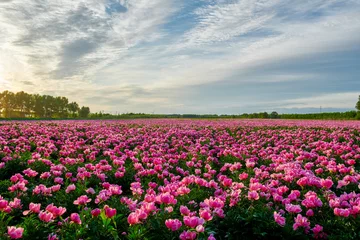 Foto auf Acrylglas Beautiful Chinese herbaceous peony flower fields sunset. © 孝通 葛