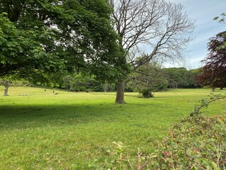 Large meadow, with old trees, wild plants, and cows in the distance near, Bingley, Bradford, UK