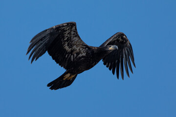 4-months old bald eagle eaglet learning to fly, seen in the wild in North California 