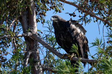 4-months old bald eagle eaglet, seen in the wild in North California 