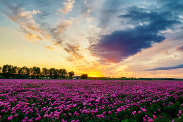 Fototapeta na wymiar Beautiful Chinese herbaceous peony flower fields sunset.