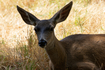 Young male black-tailed deer, seen in the wild in North California