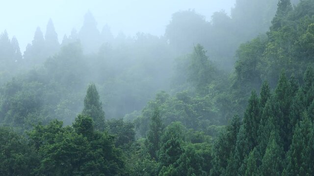 朝霧に包まれた山　雨の日　森林　梅雨の時期