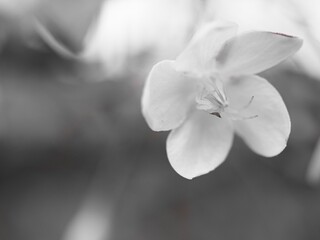 Closeup petals of white water jasmine flower plants with black and white blurred background ,nature leaves ,macro image ,soft focus old photo ,vintage style for card design