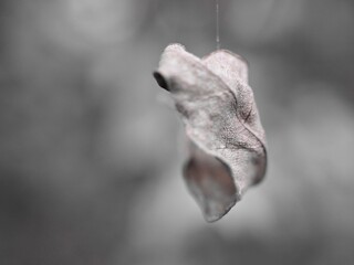 Closeup dead leaf and dry leaves of plants with black and white blurred background ,nature leaves ,macro image ,soft focus old photo ,vintage style for card design