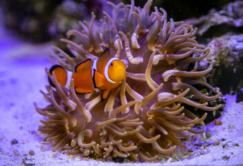 Naklejka na ściany i meble clown fish on coral reef