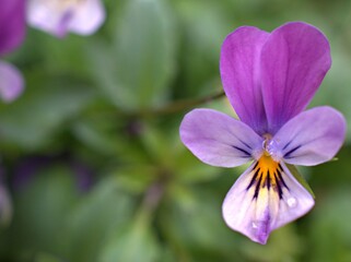 Fototapeta premium close up purple petals of violet of Pansy (viola cornuta) flower plants in garden with water drops and blurred background ,macro image ,sweet color for card design