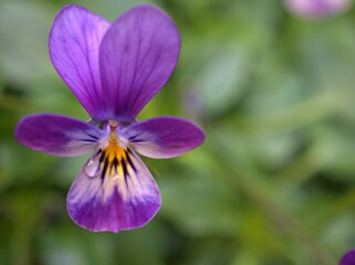 close up purple petals of violet of Pansy (viola cornuta) flower plants in garden with water drops and blurred background ,macro image ,sweet color for card design