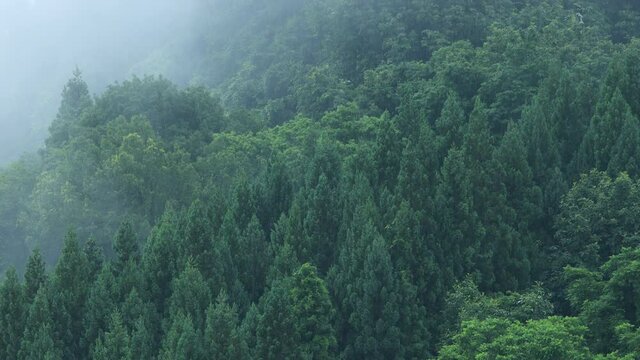 朝霧に包まれた山　雨の日　森林　梅雨の時期