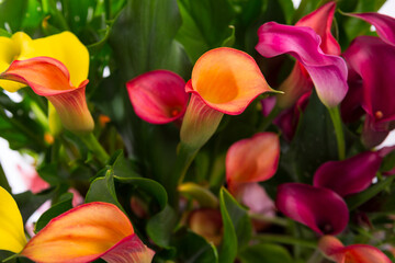 Abstract background of beautiful cally lilies