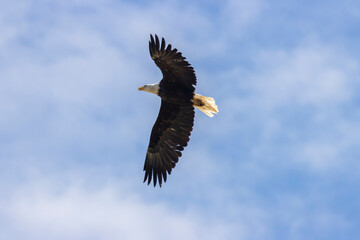 Bald Eagle in Flight
