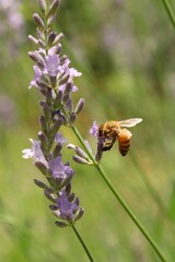 A honeybee stays on purple lavender flower.
Apis mellifera, worker bee, Lavandula angustifolia
