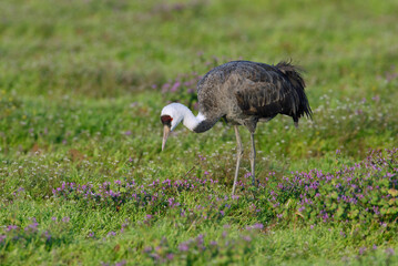 花畑とナベヅル（鹿児島県・出水市）