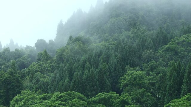 朝霧に包まれた山　雨の日　森林　梅雨の時期