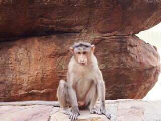 A wild monkey sitting on a rock and looking at something, Cave Temples, Badami, Karnataka, South...