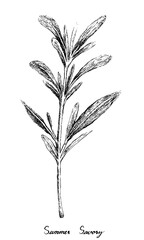 Herbal Plants, Hand Drawn Illustration of Summer Savory or Satureja Hortensis Plants Used for Seasoning in Cooking.
