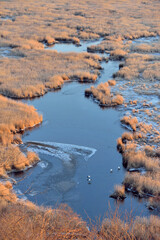 初冬の湿原とタンチョウの家族（北海道・鶴居村）