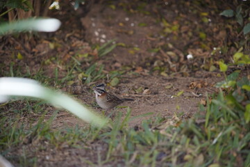Rufous-collared Sparrow Bird on the ground