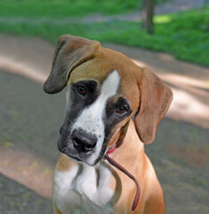 Portrait of a puppy breed boxer