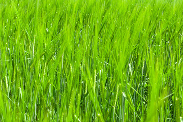 young green wheat ears with blurry background, used as a background or texture, soft focus